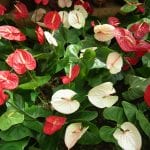 Grupo de Anthurium en flor