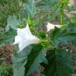 Datura stramonium