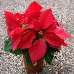 Euphorbia pulcherrima, la planta de Navidad