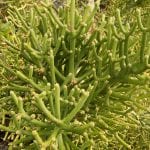 Detalle de la curiosa planta Euphorbia tirucalli