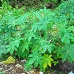 Ricinus communis