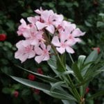 La adelfa es un arbusto que se adapta a una gran variedad de climas