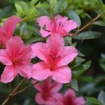 Planta de azalea en flor