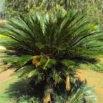 Cyca revoluta