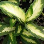 Dieffenbachia