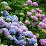 Hortensias, plantas acidófilas muy queridas
