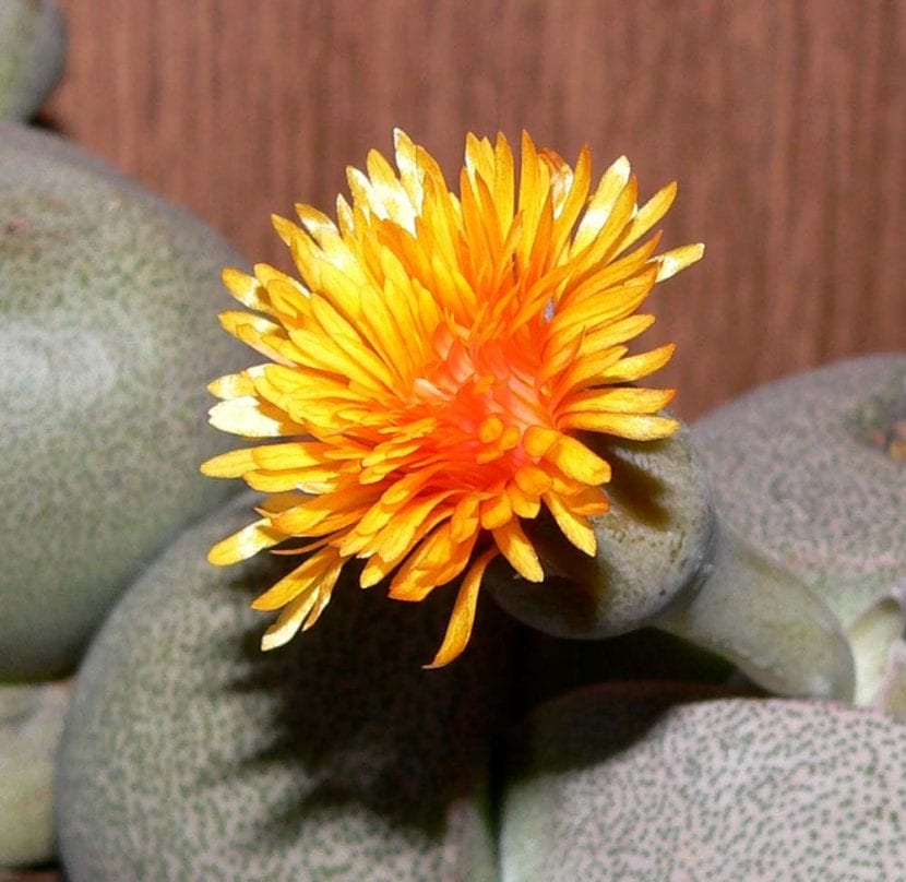 Flor de Pleiospilos nelii