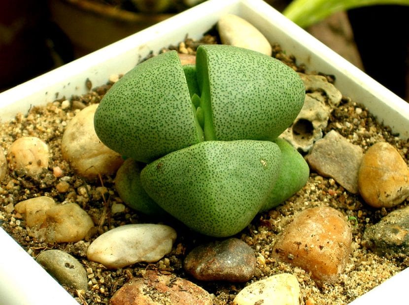 Ejemplar de Pleiospilos con sus hojas carnosas grisáceas