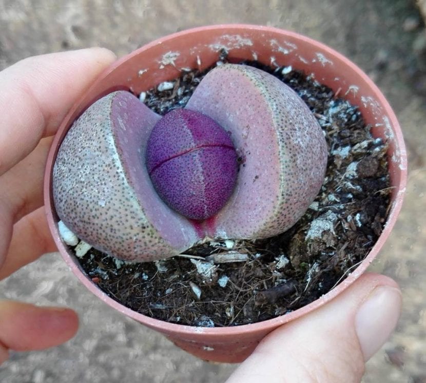 Pleiospilos nelli ''Royal Flush''