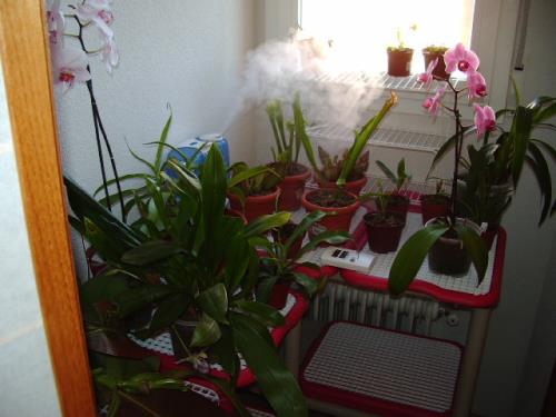 Conjunto de plantas de interior junto a una ventana