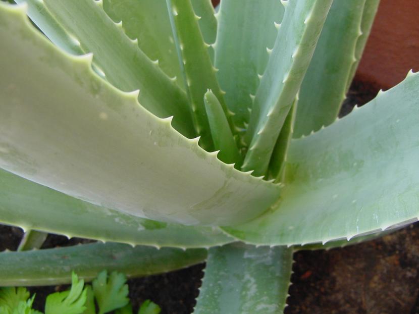 Planta de Aloe vera