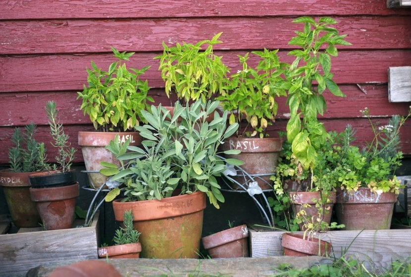 Conjunto de plantas en maceta