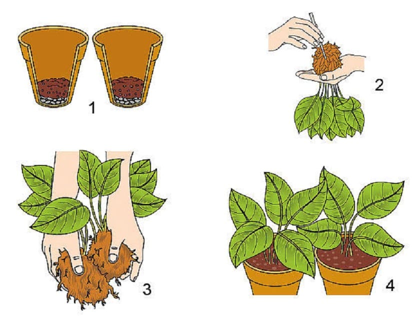 metodo para dividir plantas