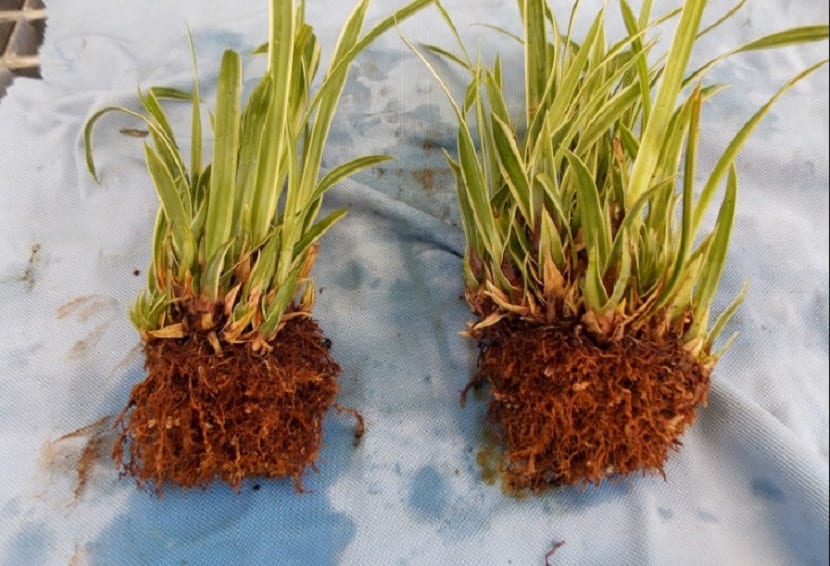 como dividir plantas