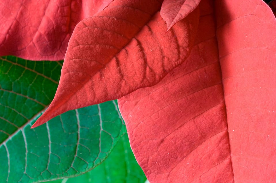 Cómo hacer que la flor de Pascua se ponga roja otra vez