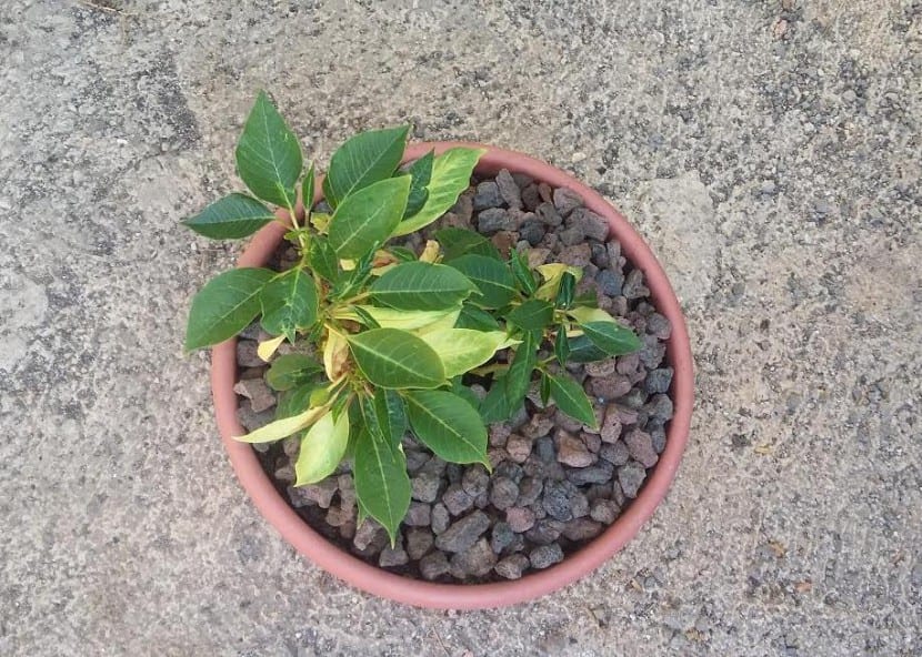 Flor de Pascua