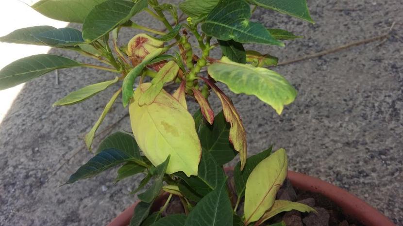 Hojas viejas de Flor de Pascua