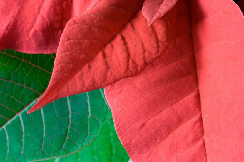 Poinsettia