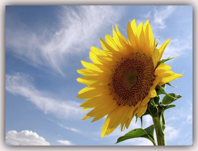 Flor de girasol