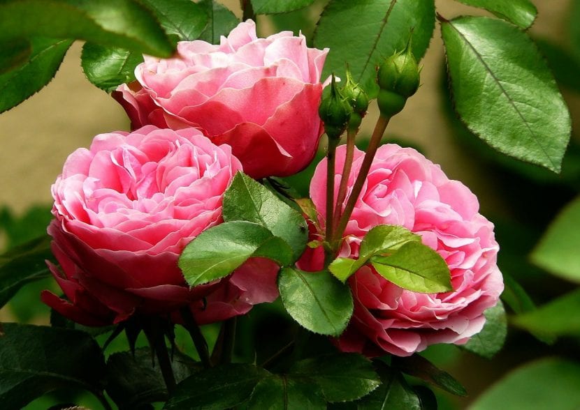 Planta de rosas