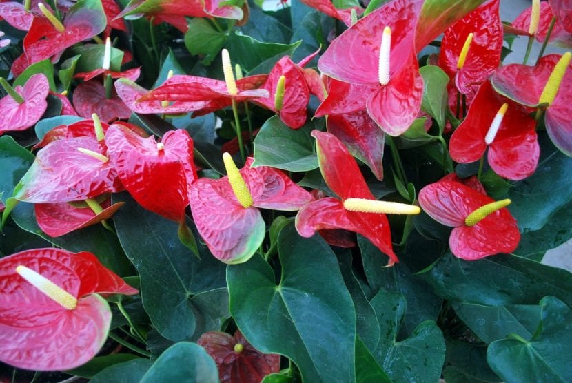 Anthurium, una planta para climas tropicales