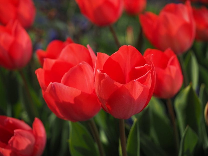 Los tulipanes pueden estar en maceta o en el jardín