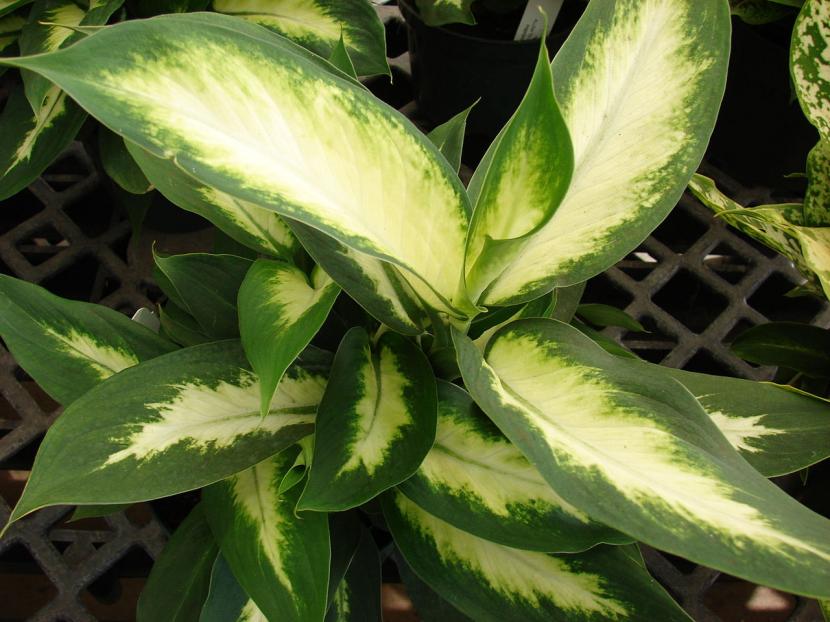 Cómo multiplicar la dieffenbachia por esquejes paso a paso
