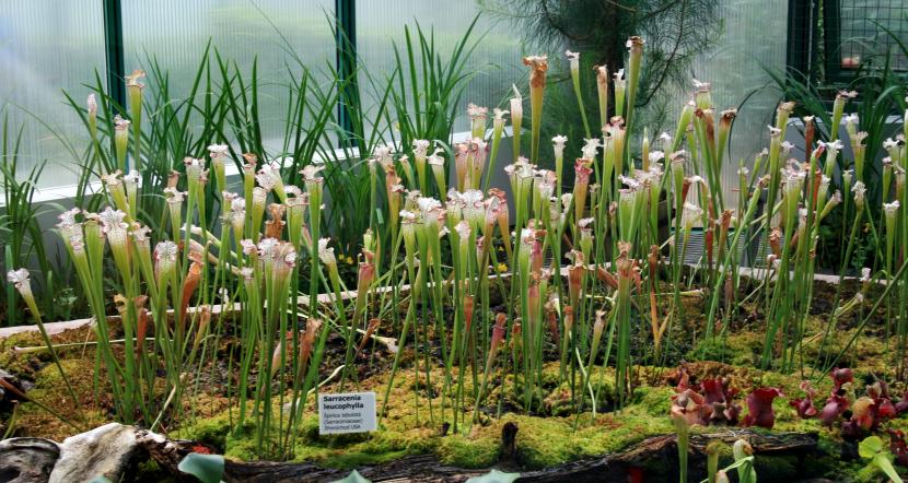 Sarracenia leucophylla