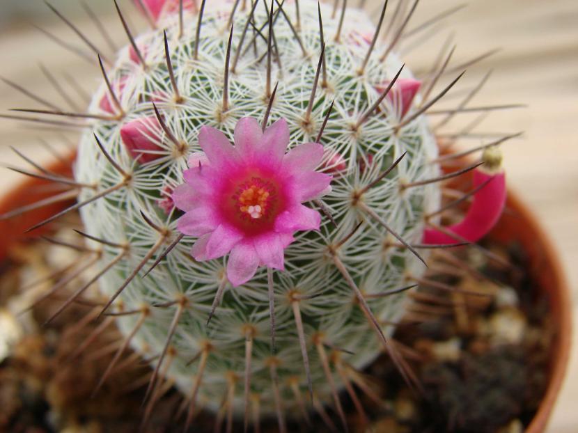 Mammillaria