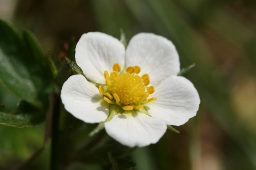 Flor de Fragaria vesca
