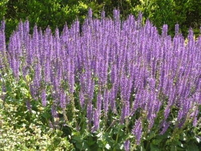 Espigas violeta de Salvia nemorosa Mainacht en floración