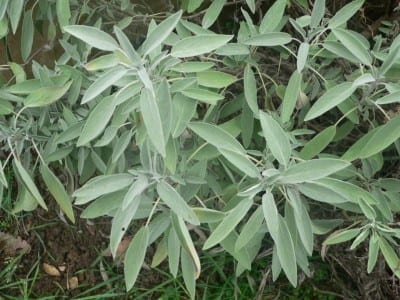 Mata de Salvia officinalis con su característica hoja gris aterciopelada