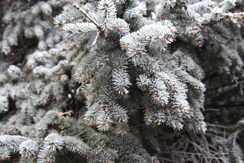 Plantas en invierno