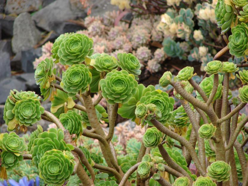 Aeonium sp