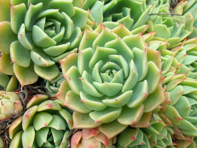 Cómo reproducir plantas crasas: hoja, tallo e hijuelos