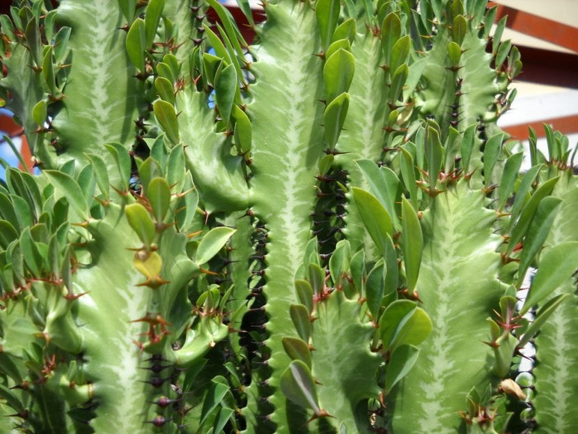 Euphorbia con látex blanco, planta irritante