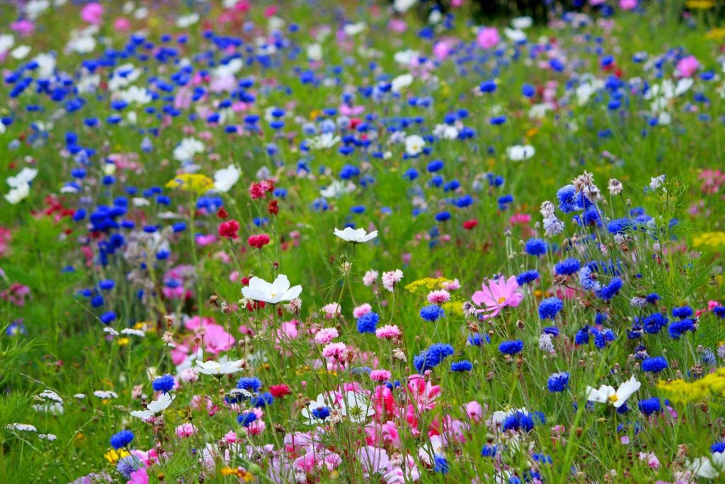 Hay muchas flores comestibles, pero en caso de duda es mejor no manipularlas.