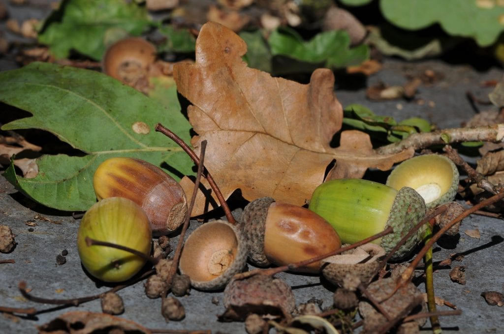 Por lo general, los frutos de los árboles maduros no son tóxicos, como las bellotas de los robles por ejemplo.
