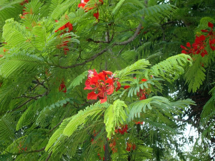 Flor de Delonix regia