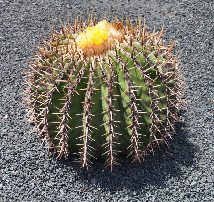 Cactus de la especie Echinocactus platyacanthus