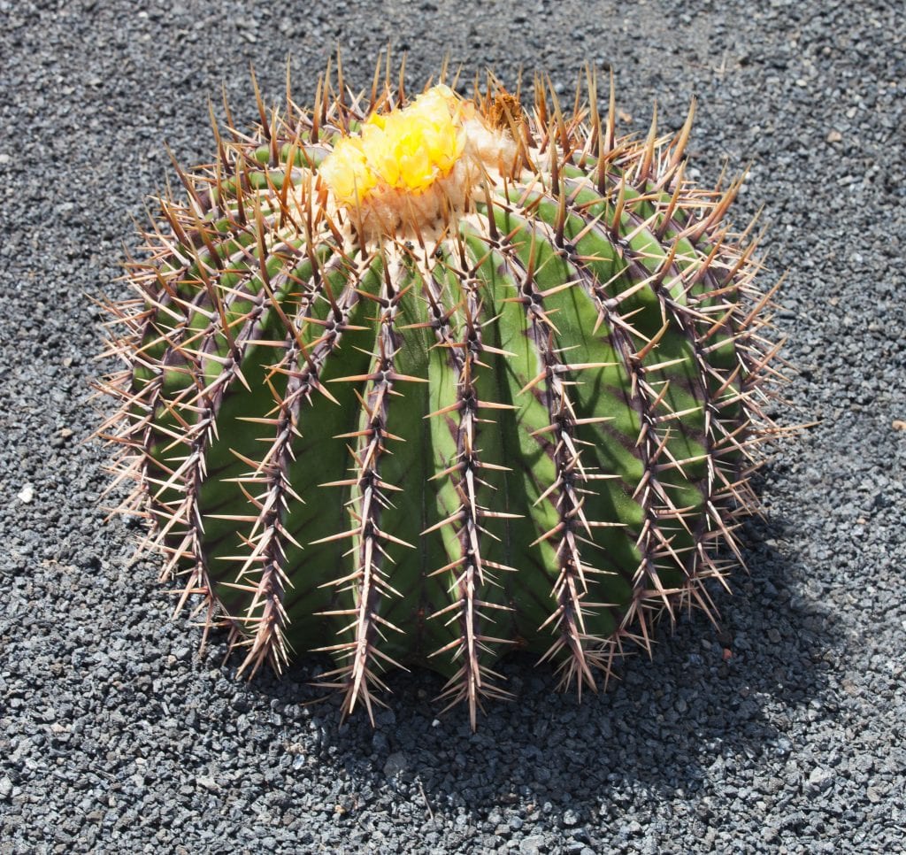 Cómo saber si una planta es de sol o de sombra