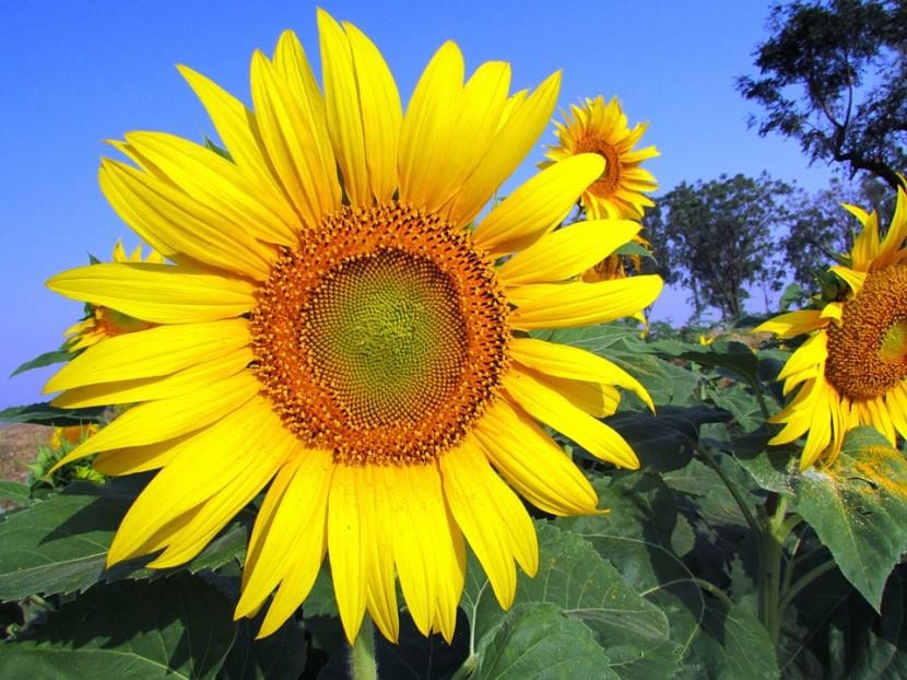 Precioso girasol 