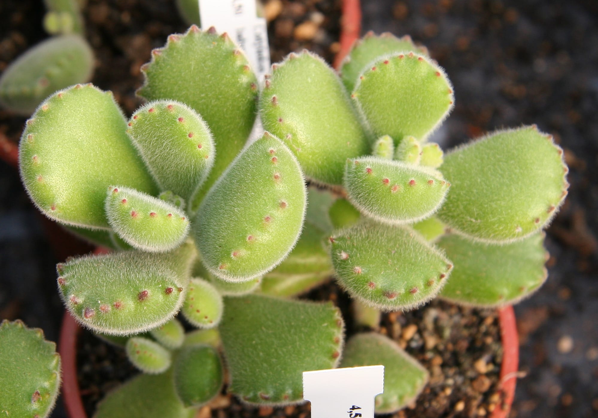 Cotyledon: cuidados, riego, sustrato y esquejes