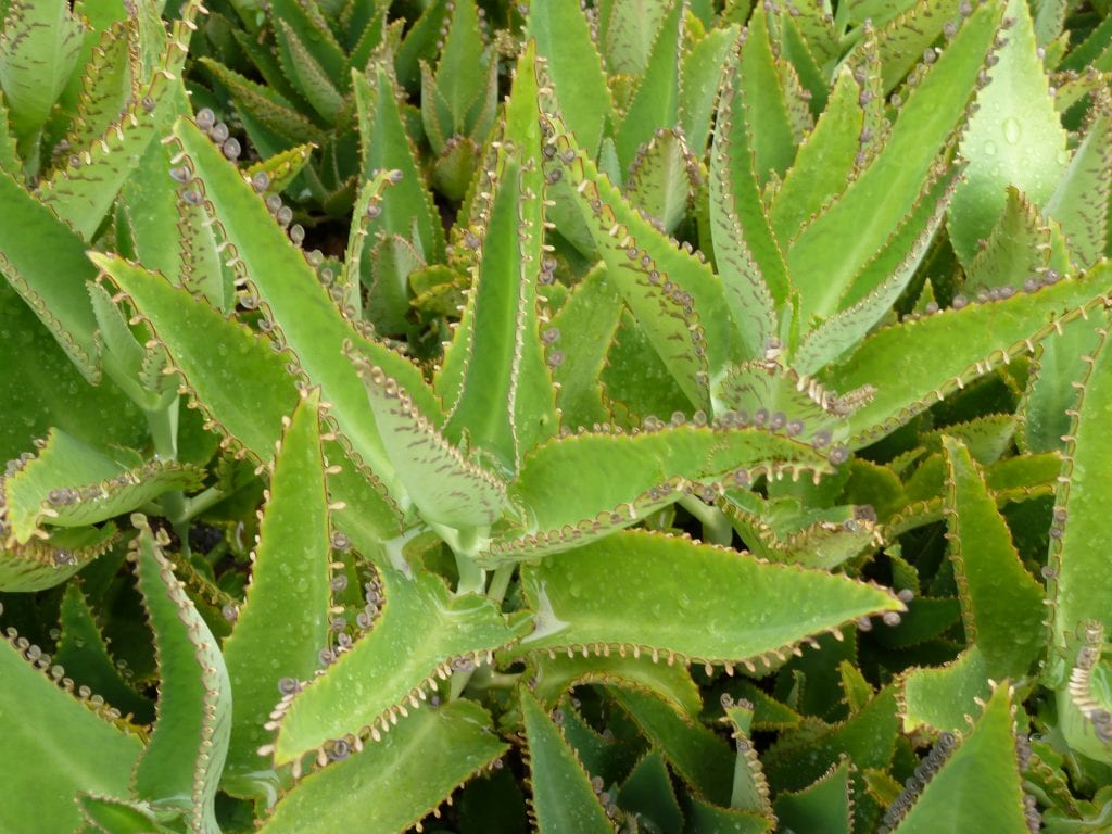Kalanchoe daigremontiana