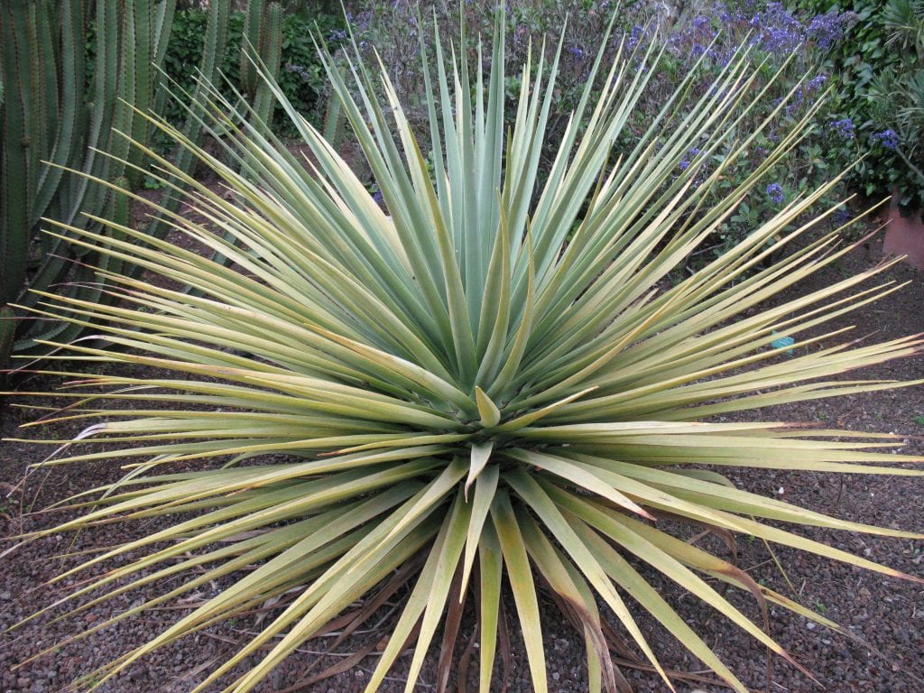 Dracaena tamaranae