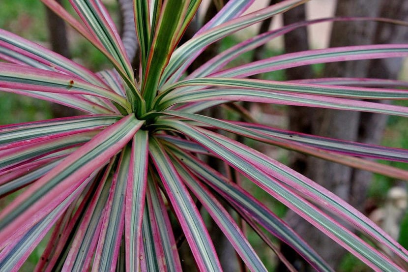 Hojas estrechas y arqueadas de Dracaena marginata
