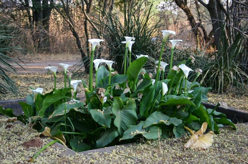 Mata de Zantedeschia aethiopica florecida en un jardín