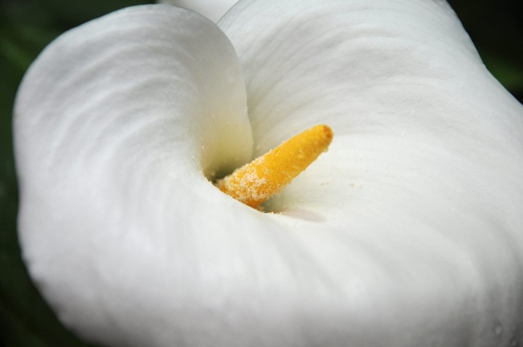 Flor de Cala
