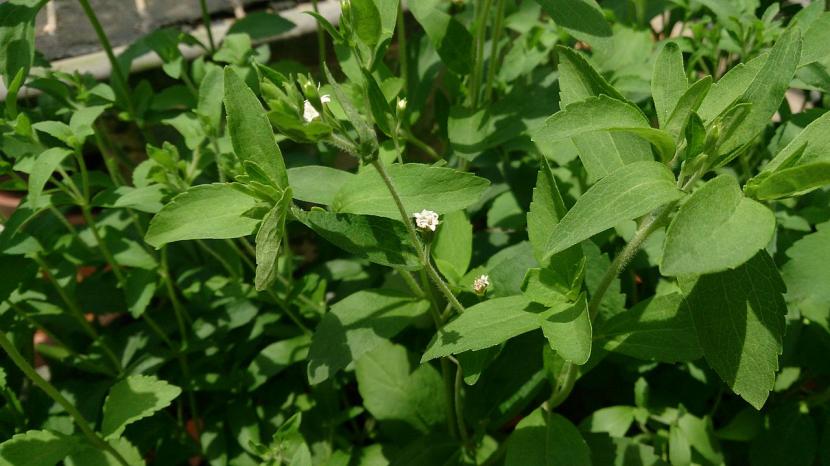 Stevia