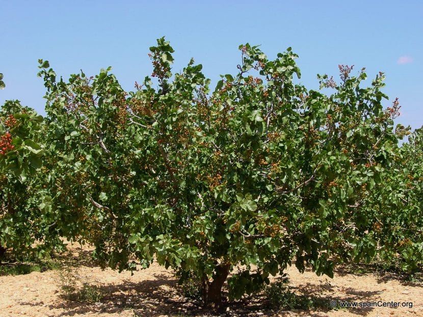 Árbol de los pistachos